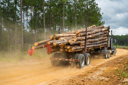 Jay Brittain photography. Forest photography. Photographs of forest management. Forest Management. Photographs of the forest industry. photographs of foresters at work.