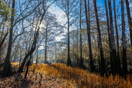 Nature and conservation photography from Jay Brittain
