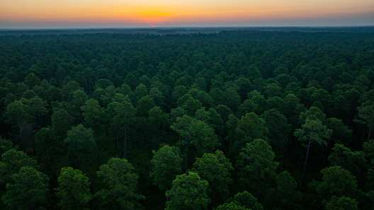 Jay Brittain photography. Forest photography. Photographs of forest management. Forest Management. Photographs of the forest industry. photographs of foresters at work.