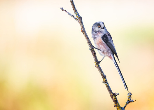 Long-tailed tit perched on twig — detailed nature bird photo by Kieran O Mahony
