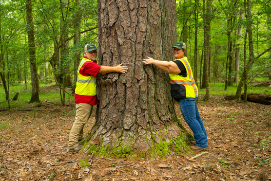 Jay Brittain photography. Forest photography. Photographs of forest management. Forest Management. Photographs of the forest industry. photographs of foresters at work.