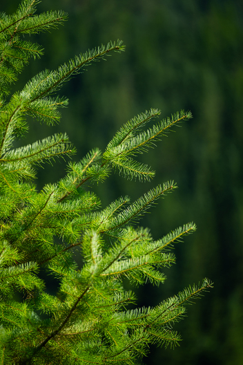 Jay Brittain photography. Forest photography. Photographs of forest management. Forest Management. Photographs of the forest industry. photographs of foresters at work.