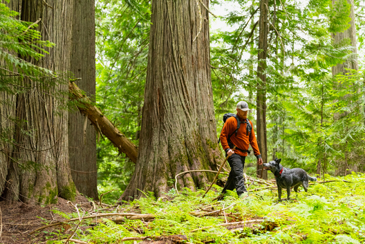 Jay Brittain photography. Forest photography. Photographs of forest management. Forest Management. Photographs of the forest industry. photographs of foresters at work.
