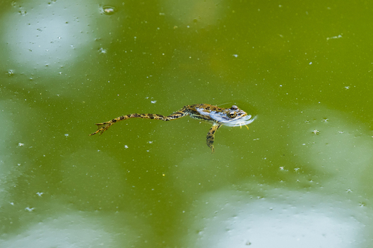 Nature and conservation photography from Jay Brittain