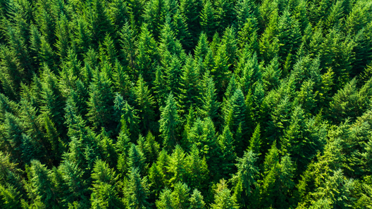 Jay Brittain photography. Forest photography. Photographs of forest management. Forest Management. Photographs of the forest industry. photographs of foresters at work.