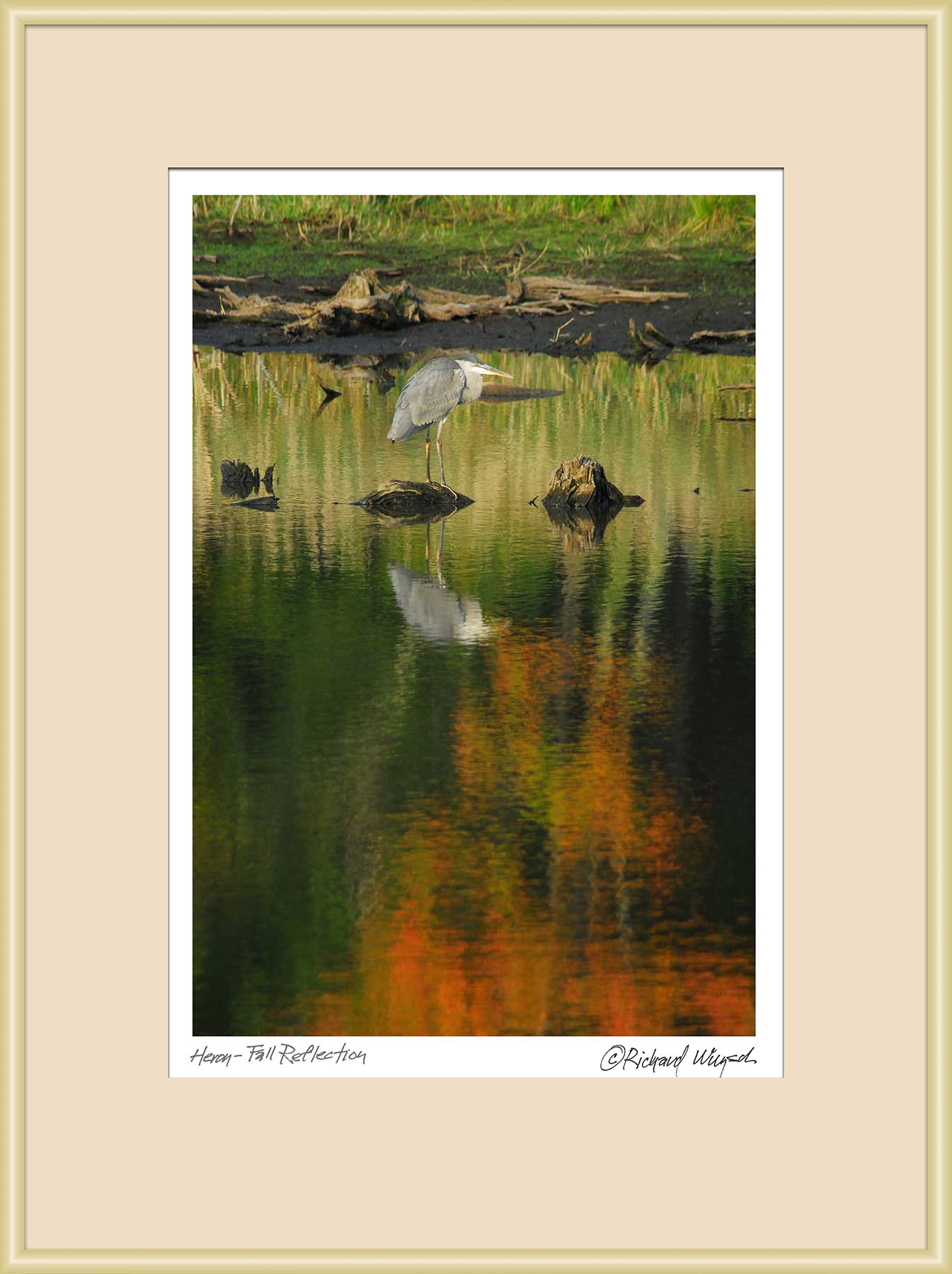 Heron---Fall-Reflection