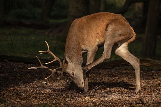 Red deer stag with large antlers feeding on the forest floor in autumn woodland light