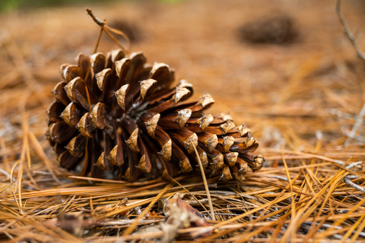 Jay Brittain photography. Forest photography. Photographs of forest management. Forest Management. Photographs of the forest industry. photographs of foresters at work.