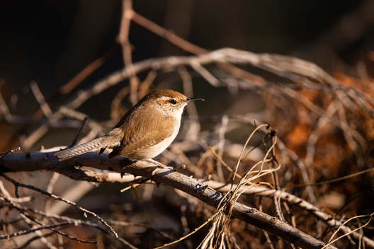 Birds, bird photographs, bird photographer, photos of birds, Jay Brittain bird photography