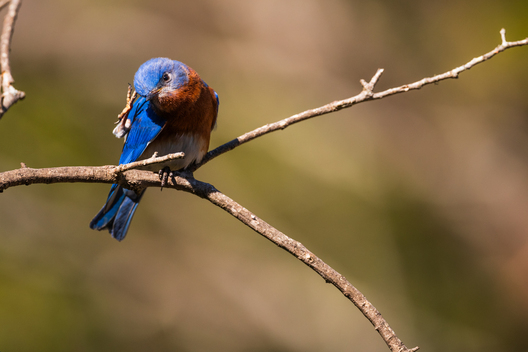 Birds, bird photographs, bird photographer, photos of birds, Jay Brittain bird photography