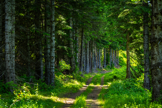 Jay Brittain photography. Forest photography. Photographs of forest management. Forest Management. Photographs of the forest industry. photographs of foresters at work.
