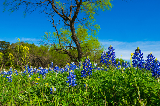 Nature and conservation photography from Jay Brittain