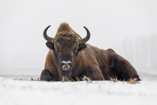 European bison resting in snow, facing the camera in a minimalist winter landscape with soft white background.