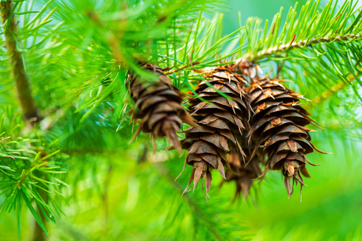 Jay Brittain photography. Forest photography. Photographs of forest management. Forest Management. Photographs of the forest industry. photographs of foresters at work.