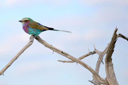 Okavango Delta, Botswana
