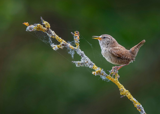 Close-up nature photograph of a wren perched on a branch by Kieran O Mahony