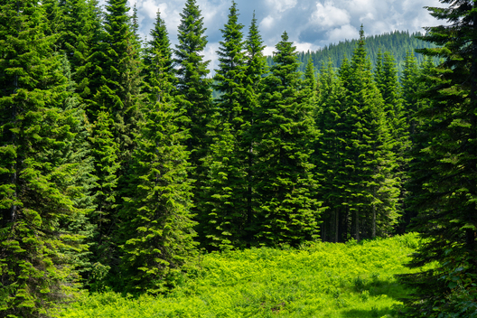 Jay Brittain photography. Forest photography. Photographs of forest management. Forest Management. Photographs of the forest industry. photographs of foresters at work.
