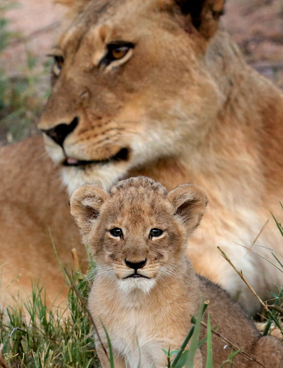 Sabi Sands, South Africa 