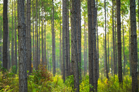 Jay Brittain photography. Forest photography. Photographs of forest management. Forest Management. Photographs of the forest industry. photographs of foresters at work.