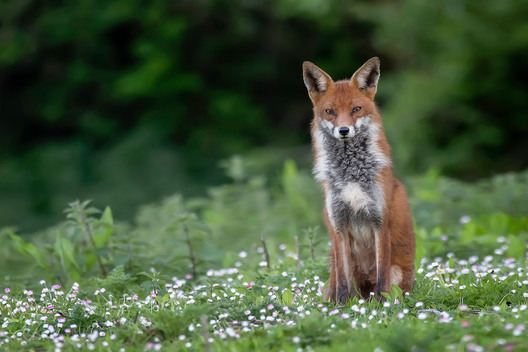 Red fox sitting calmly in the daisies captured in wild meadow by Kieran O Mahony