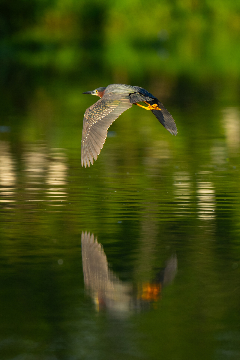 Birds, bird photographs, bird photographer, photos of birds, Jay Brittain bird photography