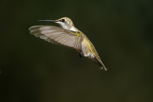 Birds, bird photographs, bird photographer, photos of birds, Jay Brittain bird photography