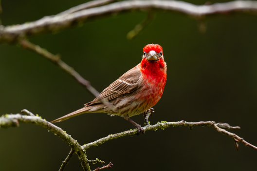 Birds, bird photographs, bird photographer, photos of birds, Jay Brittain bird photography