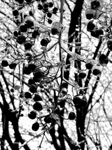 Ice Storm Berries - Brentwood, Tennessee