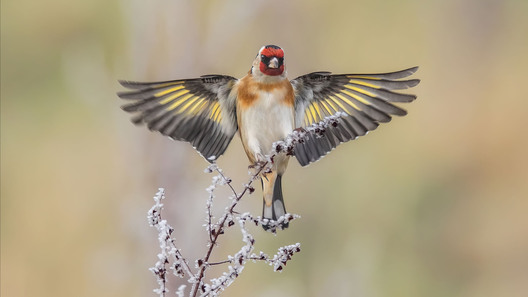 European goldfinch landing on a twig captured in nature wildlife photography by Kieran O Mahony