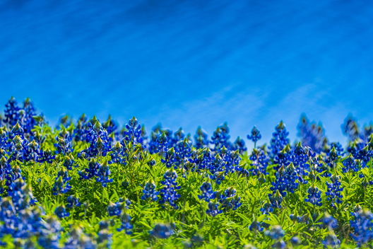 Nature and conservation photography from Jay Brittain
