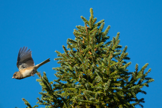 Birds, bird photographs, bird photographer, photos of birds, Jay Brittain bird photography