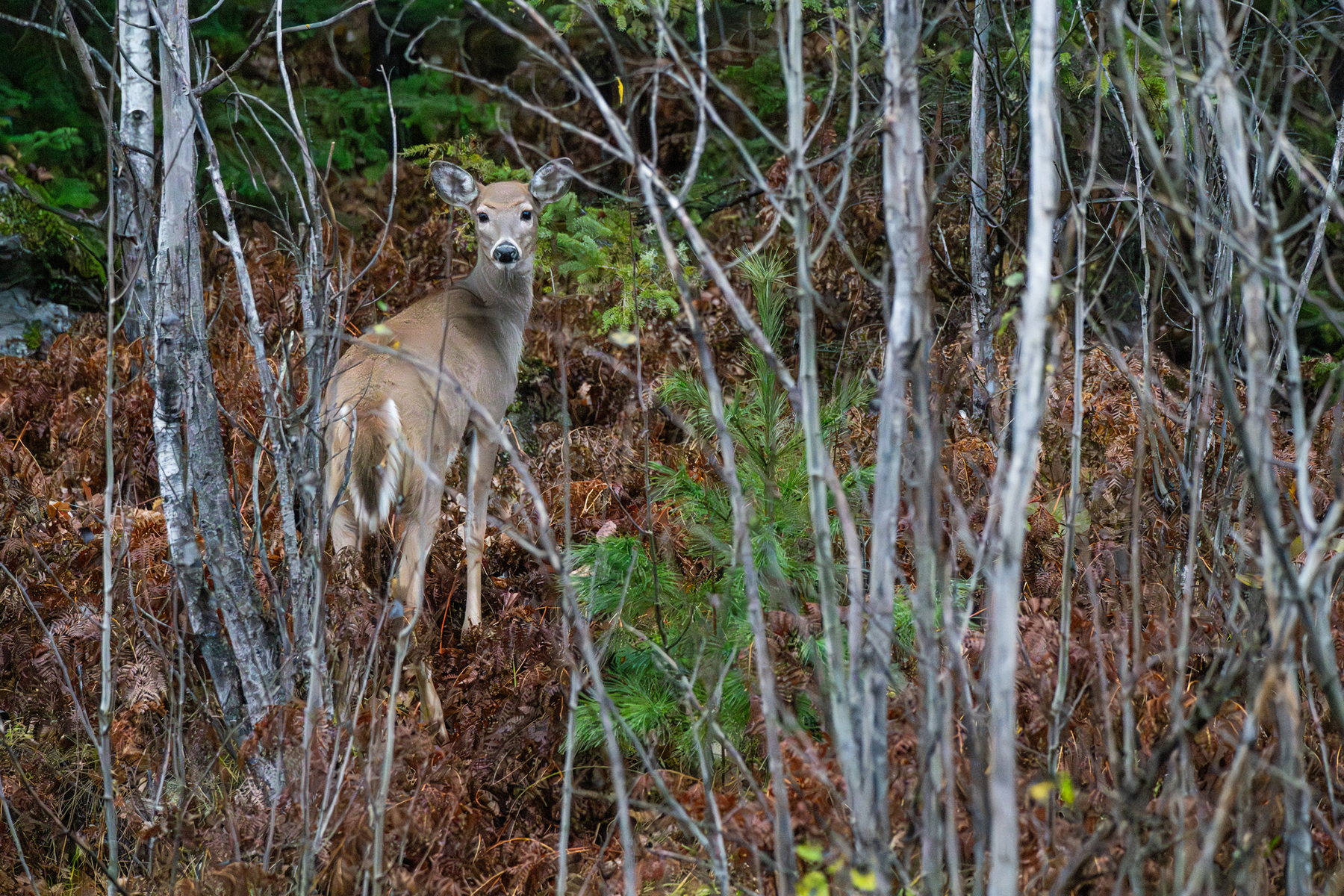 Nature and conservation photography from Jay Brittain