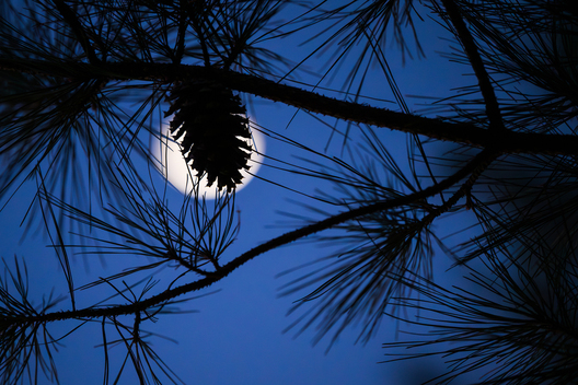 Jay Brittain photography. Forest photography. Photographs of forest management. Forest Management. Photographs of the forest industry. photographs of foresters at work.