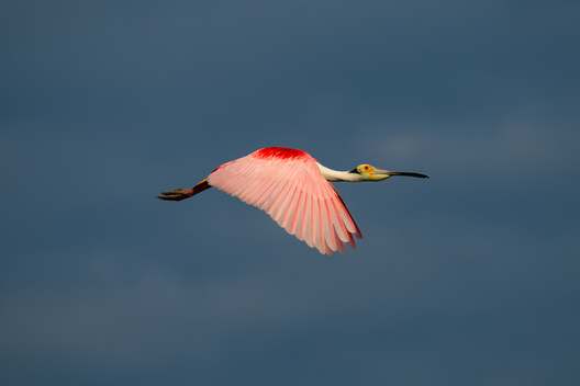 Birds, bird photographs, bird photographer, photos of birds, Jay Brittain bird photography