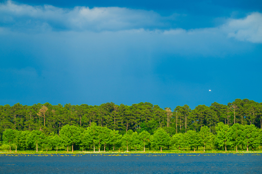 Nature and conservation photography from Jay Brittain