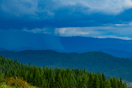 Jay Brittain photography. Forest photography. Photographs of forest management. Forest Management. Photographs of the forest industry. photographs of foresters at work.
