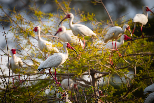 photographs of birds by Jay Brittain
