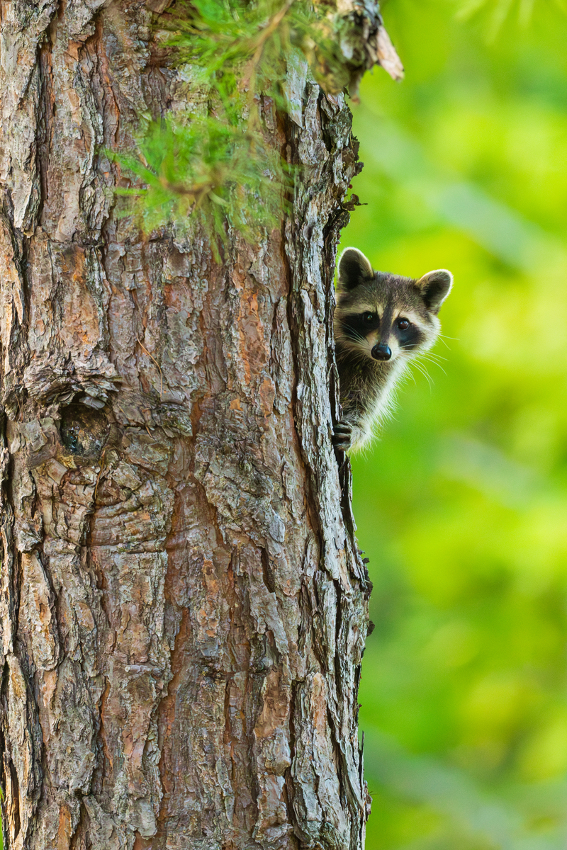 Nature and conservation photography from Jay Brittain