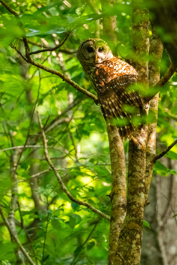 Birds, bird photographs, bird photographer, photos of birds, Jay Brittain bird photography