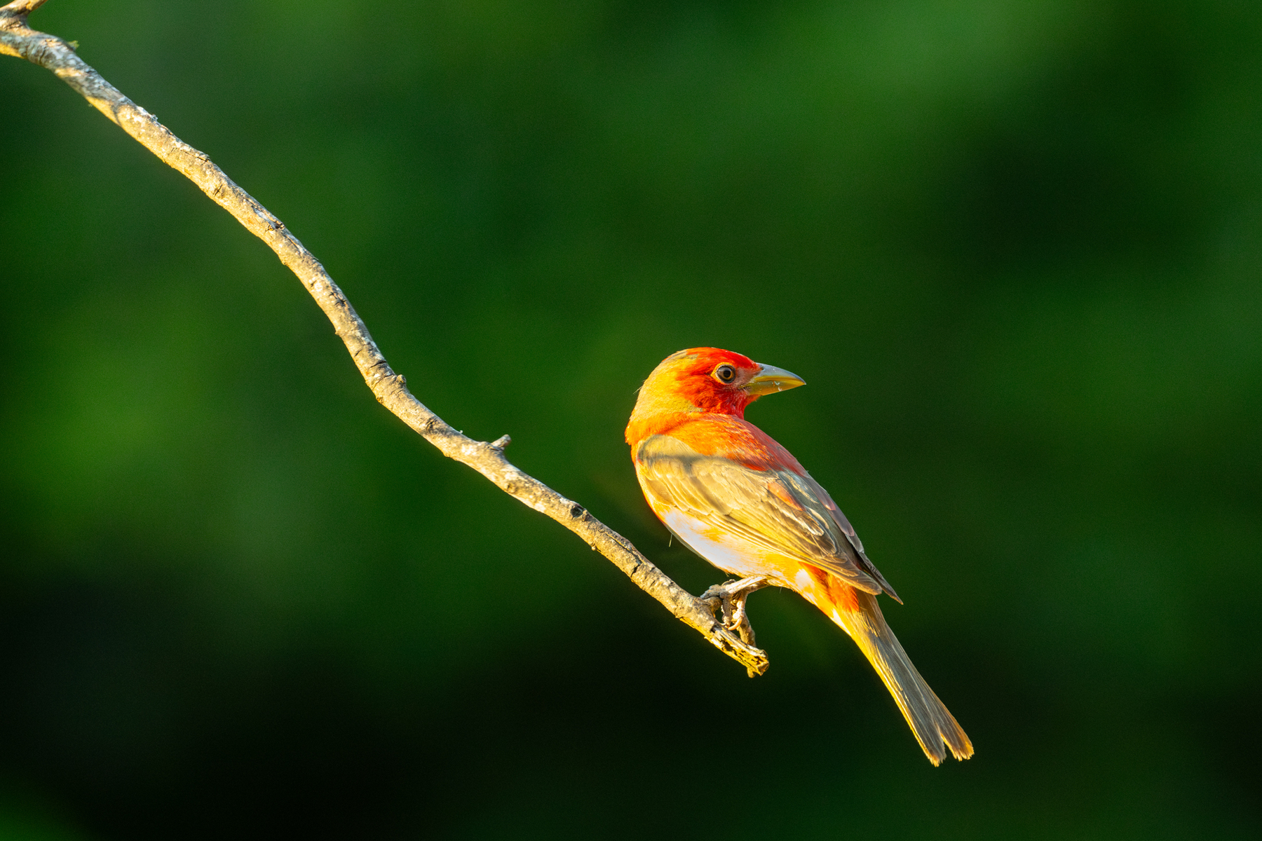 Birds, bird photographs, bird photographer, photos of birds, Jay Brittain bird photography