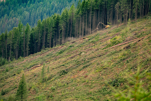 Jay Brittain photography. Forest photography. Photographs of forest management. Forest Management. Photographs of the forest industry. photographs of foresters at work.