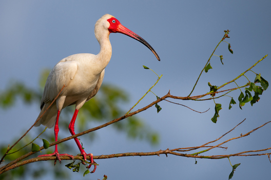 photographs of birds by Jay Brittain