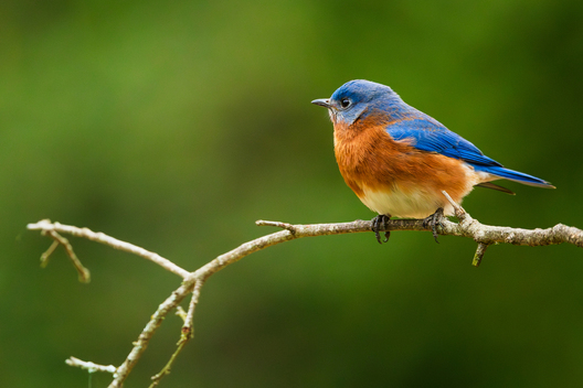 Birds, bird photographs, bird photographer, photos of birds, Jay Brittain bird photography