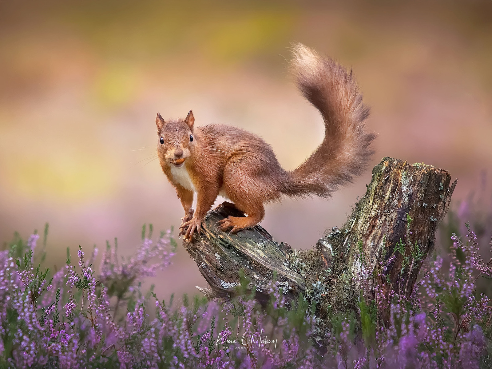 Red squirrel on a tree stump among autumn heathers — wildlife nature photo by Kieran O Mahony