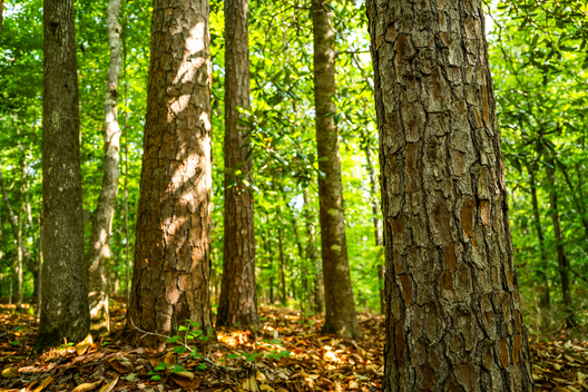 Jay Brittain photography. Forest photography. Photographs of forest management. Forest Management. Photographs of the forest industry. photographs of foresters at work.