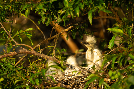 Birds, bird photographs, bird photographer, photos of birds, Jay Brittain bird photography