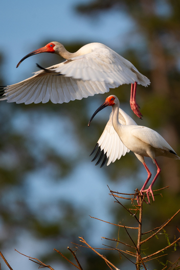 photographs of birds by Jay Brittain
