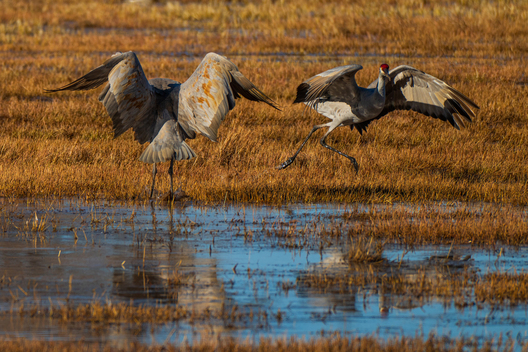 Birds, bird photographs, bird photographer, photos of birds, Jay Brittain bird photography