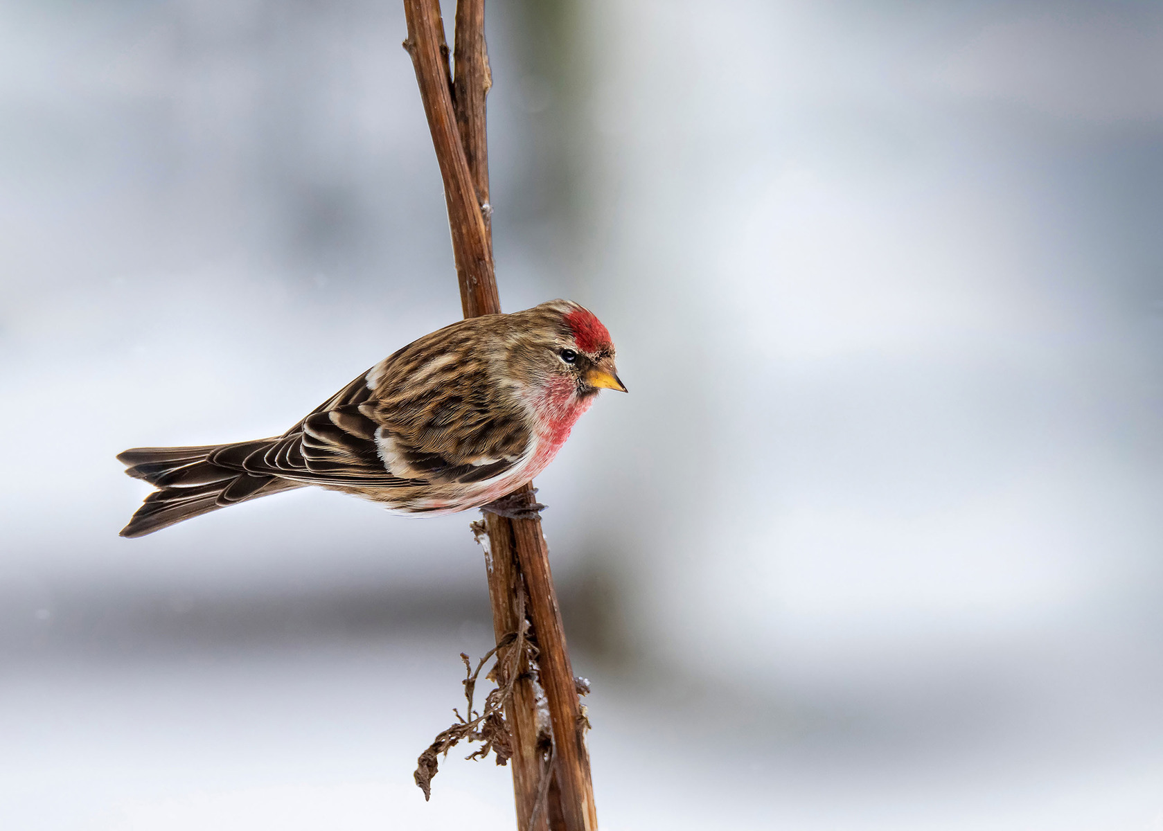 Redpoll perched in snowy environment — winter bird nature photo by Kieran O Mahony