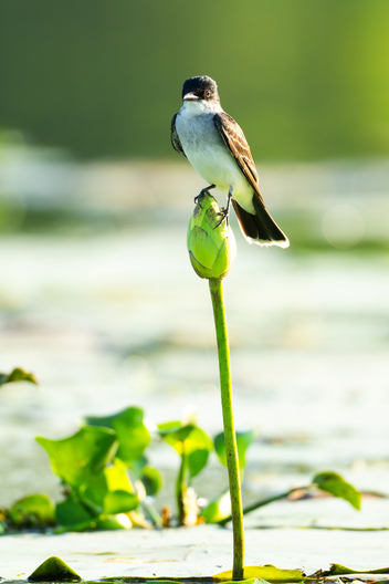 Birds, bird photographs, bird photographer, photos of birds, Jay Brittain bird photography